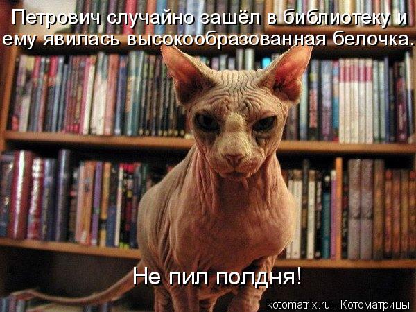 Котоматрица: Не пил полдня! ему явилась высокообразованная белочка. Петрович случайно зашёл в библиотеку и