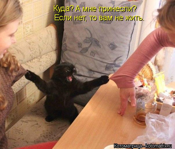 Куда? А мне принесли? Если нет, то вам не жить. Если нет, то вам не жить.... Котоматрица: Куда? А мне принесли? Если нет, то вам не жить. Если нет, то вам не жить.