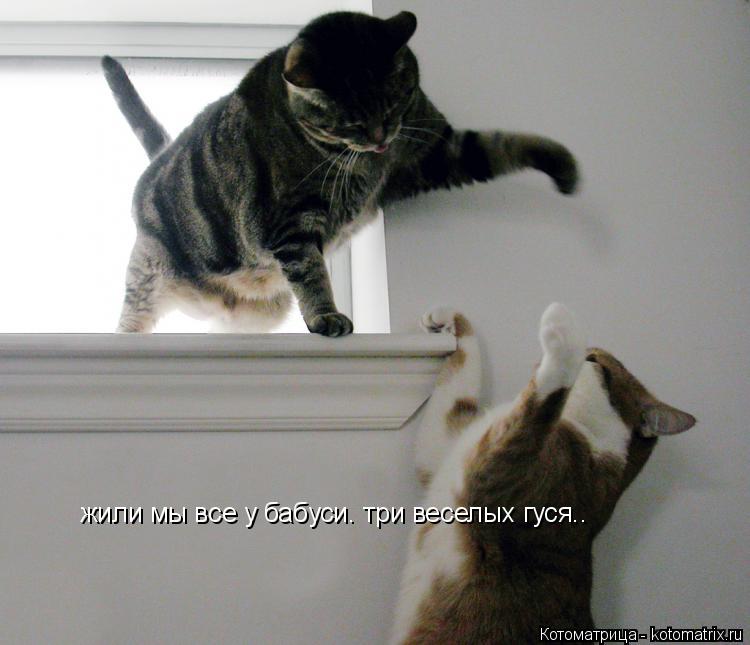 жили мы все у бабуси. три веселых гуся.. два осталось...... Котоматрица: жили мы все у бабуси. три веселых гуся.. два осталось...