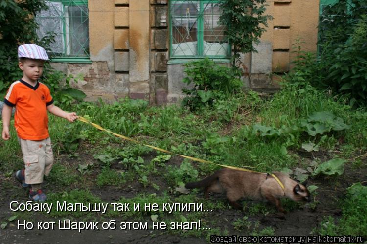 Собаку Малышу так и не купили... Но кот Шарик об этом не знал!...... Котоматрица: Собаку Малышу так и не купили... Но кот Шарик об этом не знал!...
