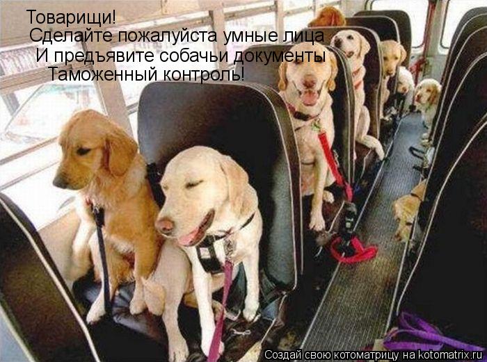 Товарищи! Сделайте пожалуйста умные лица И предъявите собачьи документы Таможенный контроль!... Котоматрица: Товарищи! Сделайте пожалуйста умные лица И предъявите собачьи документы Таможенный контроль!