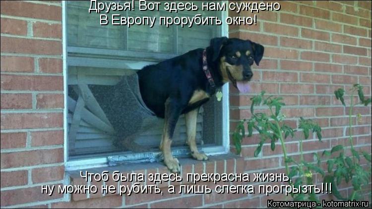 Котоматрица: Друзья! Вот здесь нам суждено В Европу прорубить окно! Чтоб была здесь прекрасна жизнь, ну можно не рубить, а лишь слегка прогрызть!!!