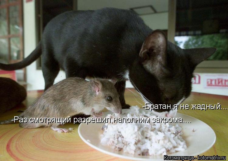-Братан,я не жадный.... -Раз смотрящий разрешил,наполним закрома....... Котоматрица: -Братан,я не жадный.... -Раз смотрящий разрешил,наполним закрома....