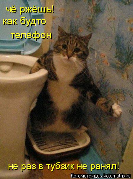 чё ржёшь! как будто телефон не раз в тубзик не ранял!... Котоматрица: чё ржёшь! как будто телефон не раз в тубзик не ранял!