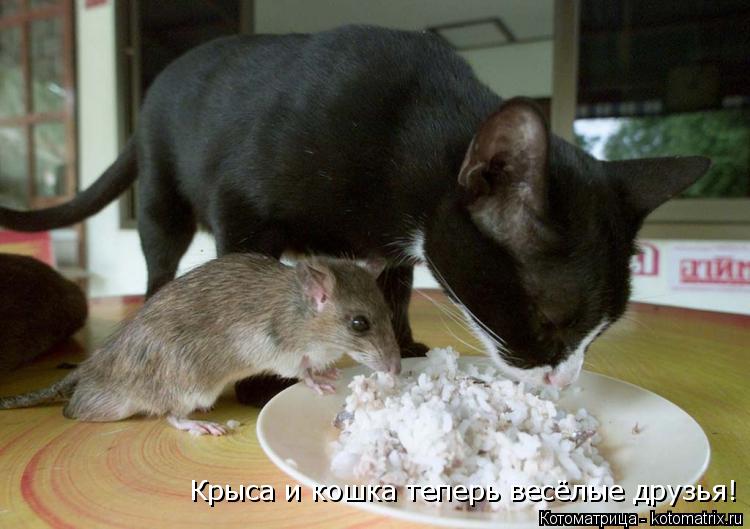 Крыса и кошка теперь весёлые друзья!... Котоматрица: Крыса и кошка теперь весёлые друзья!
