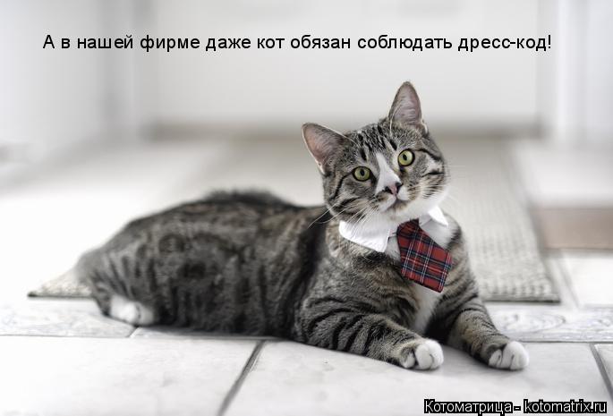 Котоматрица: А в нашей фирме даже кот обязан соблюдать дресс-код!
