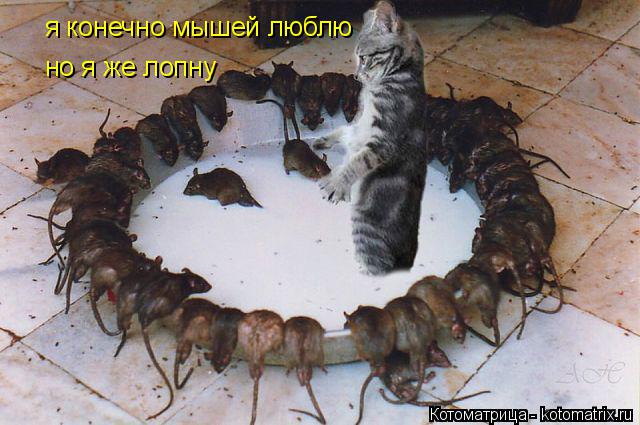 Котоматрица: я конечно мышей люблю  но я же лопну