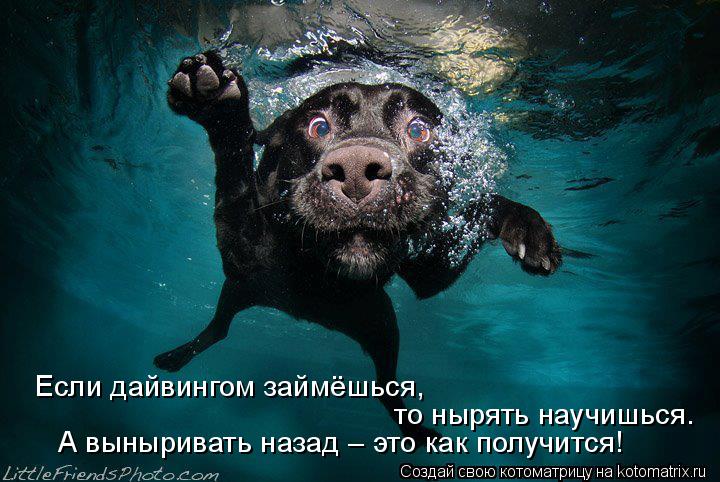 Если дайвингом займёшься, то нырять научишься. А выныривать назад – это как получится!... Котоматрица: Если дайвингом займёшься, то нырять научишься. А выныривать назад – это как получится!