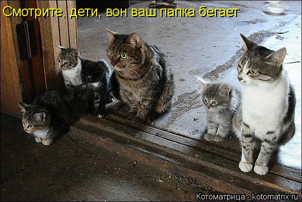 Смотрите, дети, вон ваш папка бегает... Котоматрица: Смотрите, дети, вон ваш папка бегает