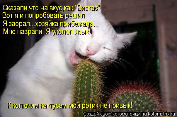Котоматрица: Сказали,что на вкус,как "Вискас" Вот я и попробовать решил Я заорал...хозяйка прибежала... Мне наврали! Я уколол язык! К колючим кактусам мой ро