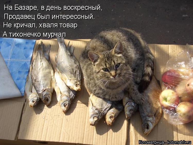 Котоматрица: На Базаре, в день воскресный, Продавец был интерессный. Не кричал, хваля товар А тихонечко мурчал