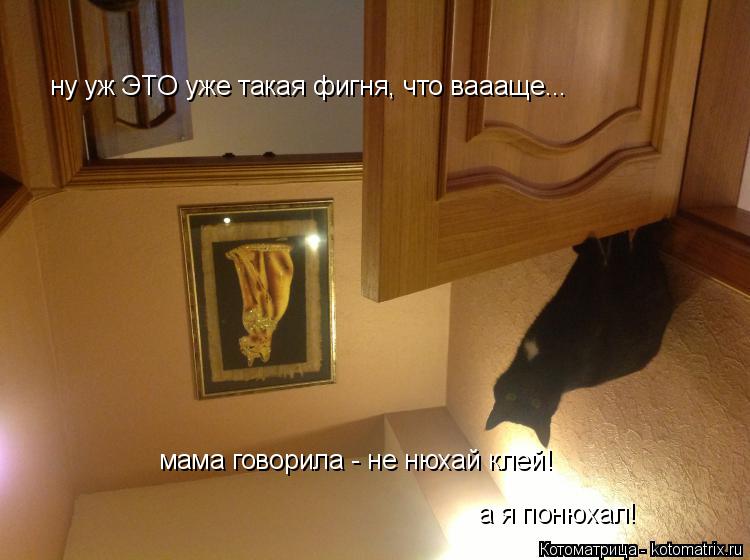 ну уж ЭТО уже такая фигня, что ваааще... мама говорила - не нюхай клей! а я понюхал!... Котоматрица: ну уж ЭТО уже такая фигня, что ваааще... мама говорила - не нюхай клей! а я понюхал!