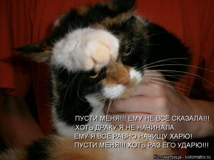 Котоматрица: ПУСТИ МЕНЯ!!! ЕМУ НЕ ВСЁ СКАЗАЛА!!! ХОТЬ ДРАКУ Я НЕ НАЧИНАЛА. ЕМУ Я ВСЁ РАВНО НАЧИЩУ ХАРЮ! ПУСТИ МЕНЯ!!! ХОТЬ РАЗ ЕГО УДАРЮ!!!