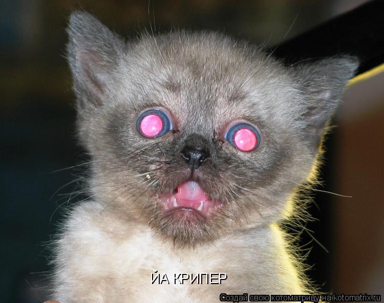 ЙА КРИПЕР... Котоматрица: ЙА КРИПЕР