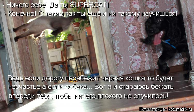 - Ничего себе! Да ты SUPERCAT! - Конечно! С таким,как ты,ещё и ни такому научишься! Ведь если дорогу... Котоматрица: - Ничего себе! Да ты SUPERCAT! - Конечно! С таким,как ты,ещё и ни такому научишься! Ведь если дорогу перебежит чёрная кошка,то будет несчастье,а ес
