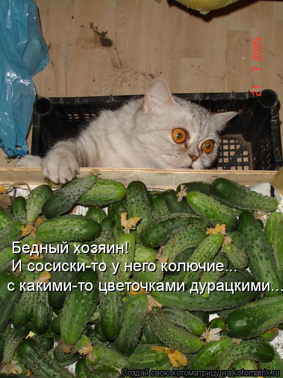 Котоматрица: б Бедный хозяин!  И сосиски-то у него колючие... с какими-то цветочками дурацкими...