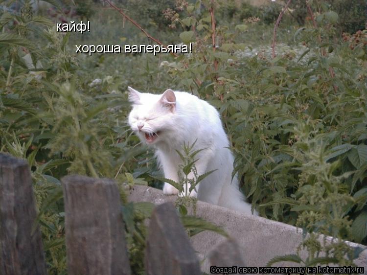 кайф! хороша валерьяна!... Котоматрица: кайф! хороша валерьяна!