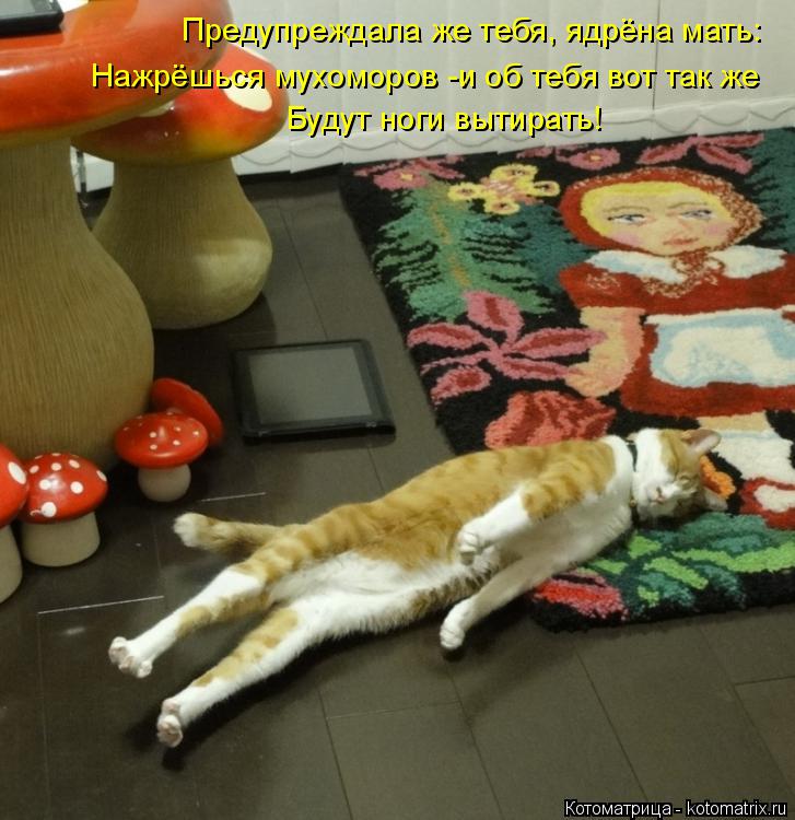 Предупреждала же тебя, ядрёна мать: Нажрёшься мухоморов -и об тебя вот так же Будут ноги вытирать!... Котоматрица: Предупреждала же тебя, ядрёна мать: Нажрёшься мухоморов -и об тебя вот так же Будут ноги вытирать!