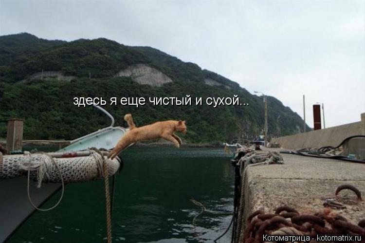здесь я еще чистый и сухой...... Котоматрица: здесь я еще чистый и сухой...