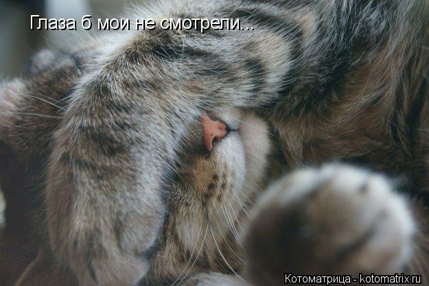 Глаза б мои не смотрели...... Котоматрица: Глаза б мои не смотрели...