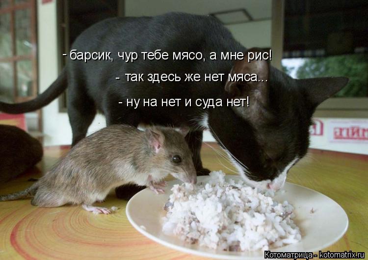 барсик, чур тебе мясо, а мне рис! так здесь же нет мяса... - - - ну на нет и суда нет!... Котоматрица: барсик, чур тебе мясо, а мне рис! так здесь же нет мяса... - - - ну на нет и суда нет!