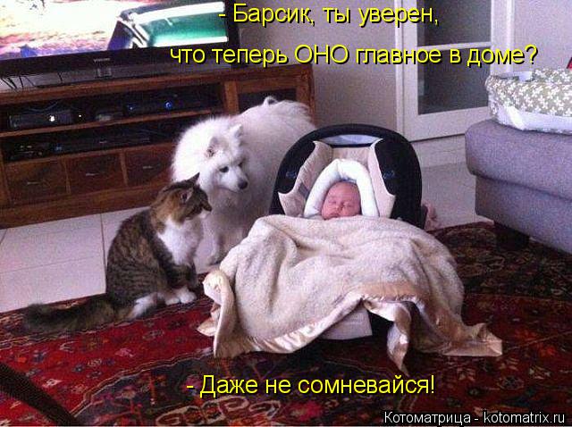 - Барсик, ты уверен, что теперь ОНО главное в доме? - Даже не сомневайся!... Котоматрица: - Барсик, ты уверен, что теперь ОНО главное в доме? - Даже не сомневайся!