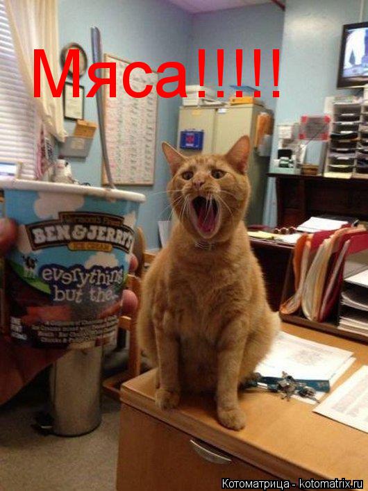 Мяса!!!!!... Котоматрица: Мяса!!!!!