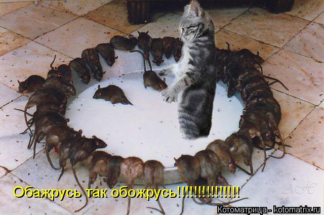 Обажрусь так обожрусь!!!!!!!!!!!!!!!... Котоматрица: Обажрусь так обожрусь!!!!!!!!!!!!!!!