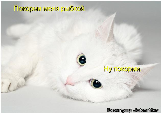 Покорми меня рыбкой. Ну покорми.... Котоматрица: Покорми меня рыбкой. Ну покорми.