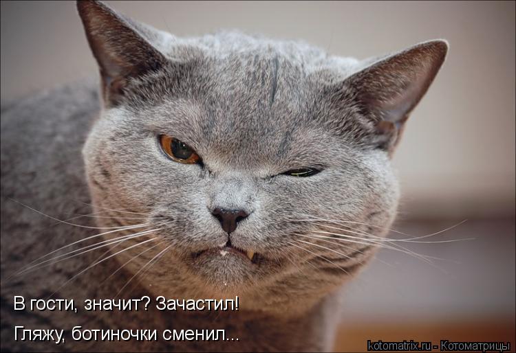 В гости, значит? Зачастил! Гляжу, ботиночки сменил...... Котоматрица: В гости, значит? Зачастил! Гляжу, ботиночки сменил...