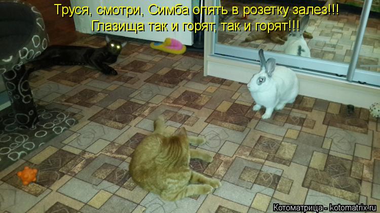 Труся, смотри, Симба опять в розетку залез!!! Глазища так и горят, так и горят!!!... Котоматрица: Труся, смотри, Симба опять в розетку залез!!! Глазища так и горят, так и горят!!!