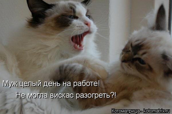 Муж целый день на работе! Не могла вискас разогреть?!... Котоматрица: Муж целый день на работе! Не могла вискас разогреть?!