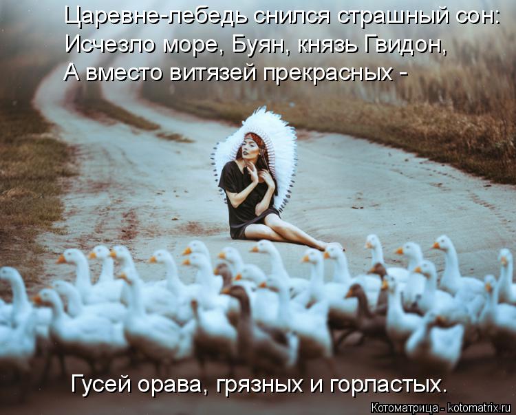Котоматрица: Царевне-лебедь снился страшный сон: Исчезло море, Буян, князь Гвидон, А вместо витязей прекрасных -  Гусей орава, грязных и горластых.