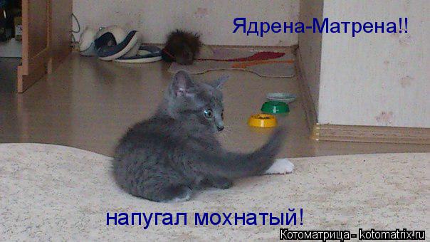 Ядрена-Матрена!! напугал мохнатый!... Котоматрица: Ядрена-Матрена!! напугал мохнатый!