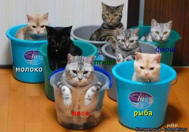 Котоматрица: мясо рыба молоко птица фарш