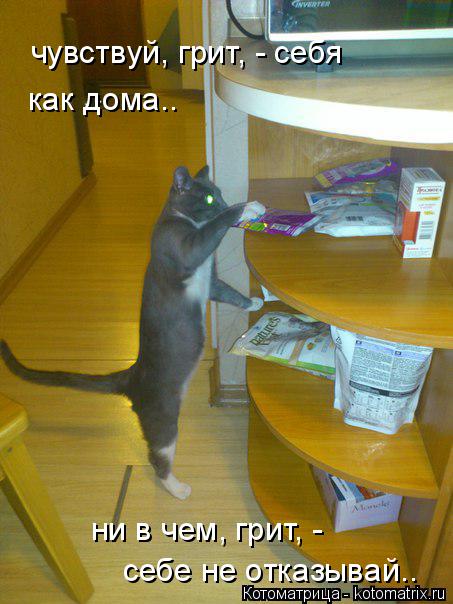 чувствуй, грит, - себя как дома.. ни в чем, грит, - себе не отказывай..... Котоматрица: чувствуй, грит, - себя как дома.. ни в чем, грит, - себе не отказывай..