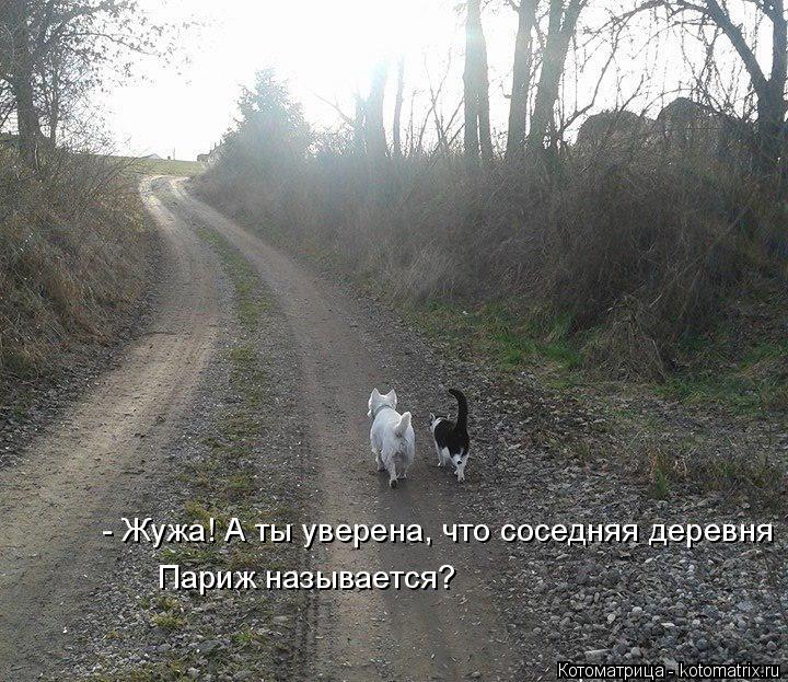 Котоматрица: - Жужа! А ты уверена, что соседняя деревня Париж называется?