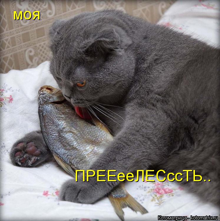 моя ПРЕЕееЛЕСссТЬ..... Котоматрица: моя ПРЕЕееЛЕСссТЬ..