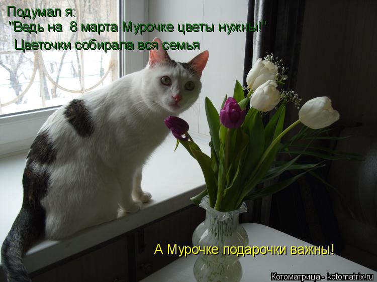 Подумал я: "Ведь на 8 марта Мурочке цветы нужны!" Цветочки собирала вся семья А Мурочке подарочки ва... Котоматрица: Подумал я: "Ведь на 8 марта Мурочке цветы нужны!" Цветочки собирала вся семья А Мурочке подарочки важны!
