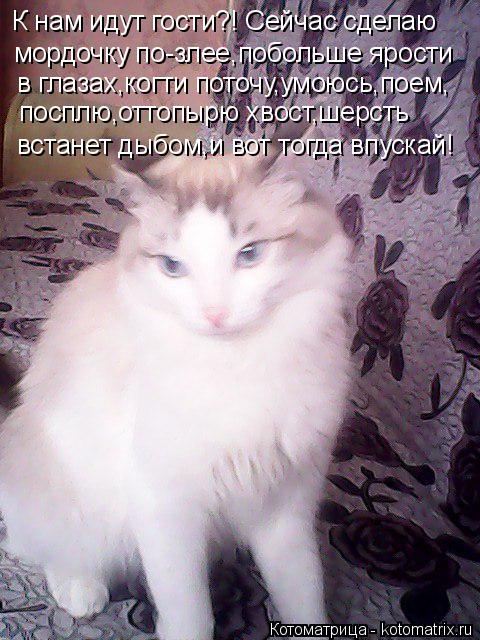 К нам идут гости?! Сейчас сделаю мордочку по-злее,побольше ярости в глазах,когти поточу,умоюсь,поем,... Котоматрица: К нам идут гости?! Сейчас сделаю мордочку по-злее,побольше ярости в глазах,когти поточу,умоюсь,поем, посплю,оттопырю хвост,шерсть встанет д