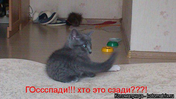 ГОссспади!!! хто это сзади???!... Котоматрица: ГОссспади!!! хто это сзади???!