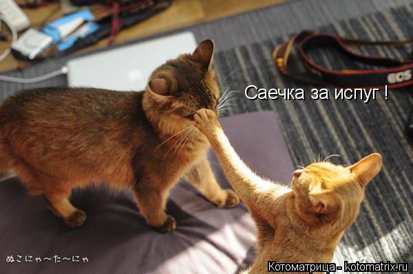 Саечка за испуг !... Котоматрица: Саечка за испуг !