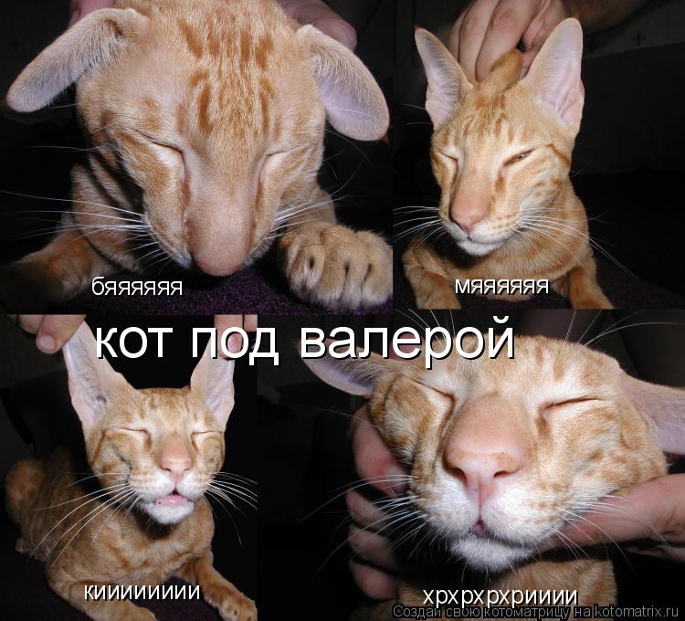 бяяяяяя мяяяяяя кииииииии хрхрхрхрииии кот под валерой... Котоматрица: бяяяяяя мяяяяяя кииииииии хрхрхрхрииии кот под валерой