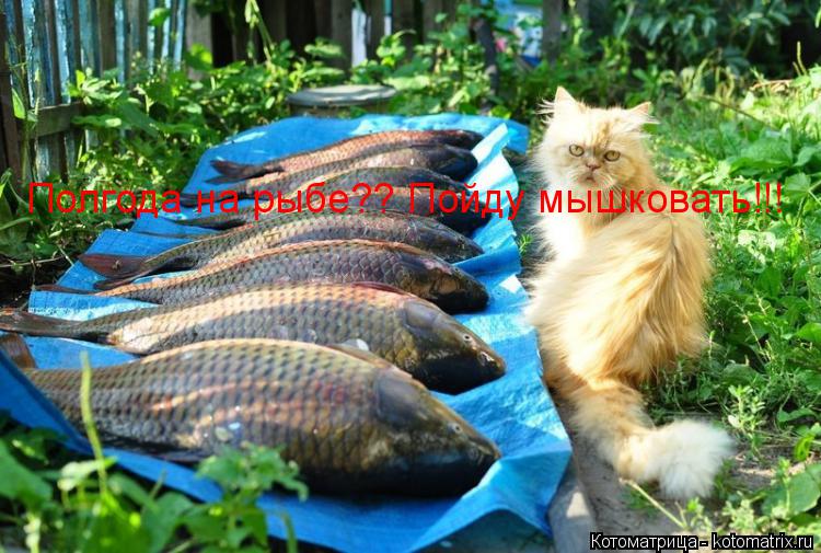 Полгода на рыбе?? Пойду мышковать!!!... Котоматрица: Полгода на рыбе?? Пойду мышковать!!!