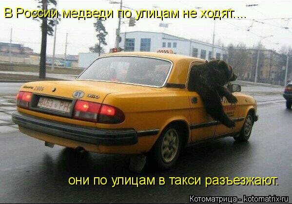Котоматрица: В России медведи по улицам не ходят.... они по улицам в такси разъезжают.