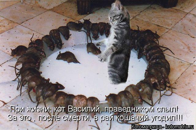 Котоматрица: При жизни, кот Василий, праведником слыл! За это , после смерти, в рай кошачий угодил!!!