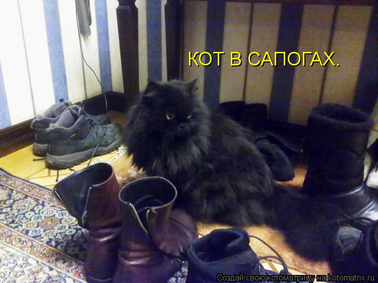 КОТ В САПОГАХ.... Котоматрица: КОТ В САПОГАХ.