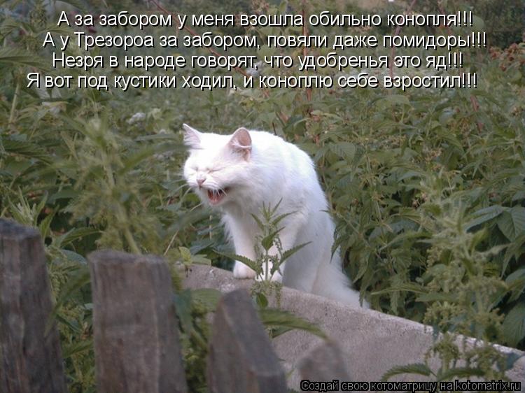 А за забором у меня взошла обильно конопля!!! А у Трезороа за забором, повяли даже помидоры!!! Незря ... Котоматрица: А за забором у меня взошла обильно конопля!!! А у Трезороа за забором, повяли даже помидоры!!! Незря в народе говорят, что удобренья это яд!!! Я