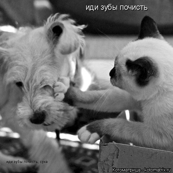 иди зубы почисть иди зубы почисть, сука... Котоматрица: иди зубы почисть иди зубы почисть, сука