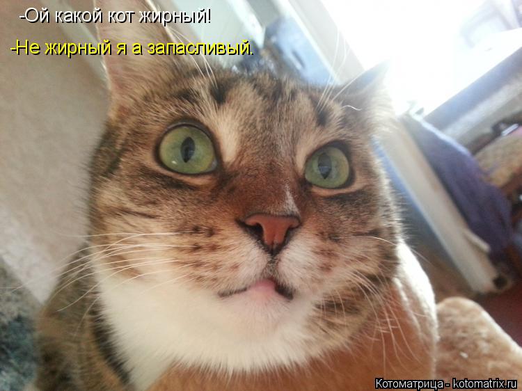 -Ой какой кот жирный! -Не жирный я а запасливый.... Котоматрица: -Ой какой кот жирный! -Не жирный я а запасливый.